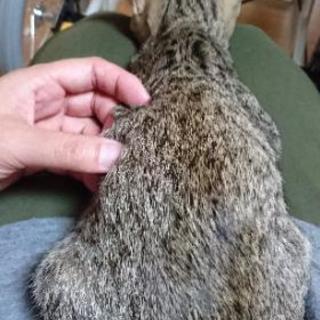 ☆シャム風♂、黒猫♀、キジトラ♀里親さん募集 - 里親募集