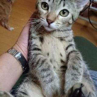 ☆シャム風♂、黒猫♀、キジトラ♀里親さん募集 − 栃木県