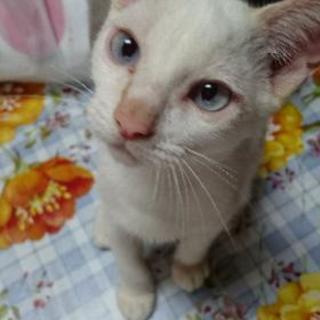 ☆シャム風♂、黒猫♀、キジトラ♀里親さん募集