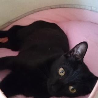 ☆シャム風♂、黒猫♀、キジトラ♀里親さん募集 - 猫