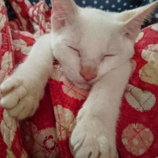 ☆シャム風♂、黒猫♀、キジトラ♀里親さん募集 - 宇都宮市