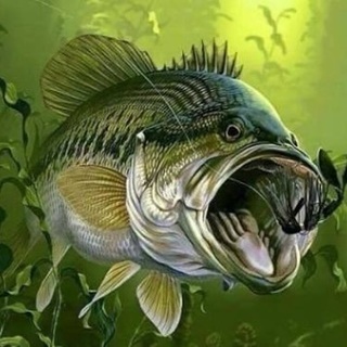 バス釣り仲間募集中