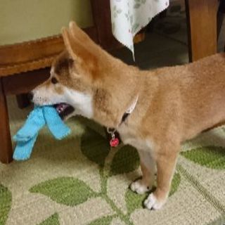 柴犬好きのグループLINE