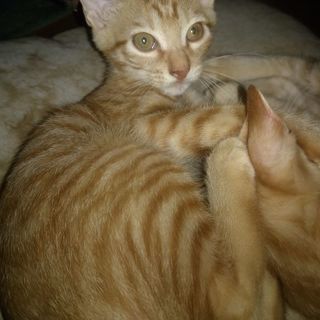 子猫里親急募