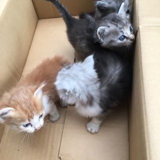 子猫3匹います