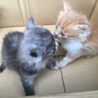 子猫3匹います − 愛知県