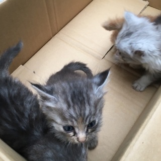 子猫3匹います - 日進市