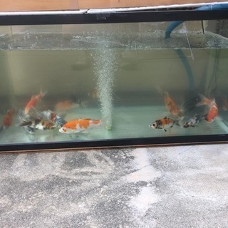 錦鯉、金魚、メダカとか生体に興味のある方 - 伊丹市
