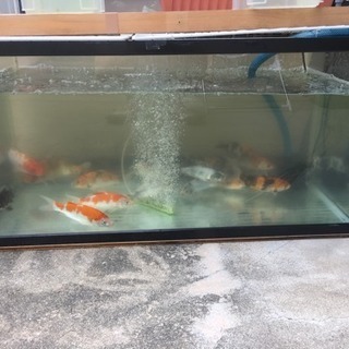錦鯉、金魚、メダカとか生体に興味のある方 - その他