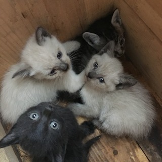 仔猫の里親さん募集です