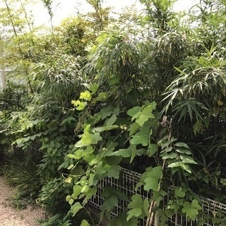 庭の木々の伐採等