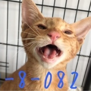 💖飼い主さんがお迎えにきました💖茶トラ君の里親募集