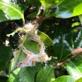 木の害虫駆除致します。【所沢市 さいたま市 新座市 川越市 飯能市】 − 埼玉県