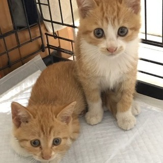 猫の譲渡会 （合同）9月2日（土） - 府中市