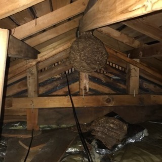 害虫、害獣、ハチやゴキブリ、ねずみの駆除 − 東京都