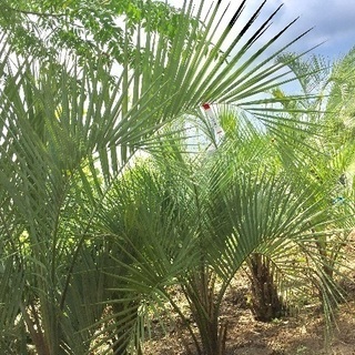 ナイト マーケット 門松予約  植木相談 即売 庭作り