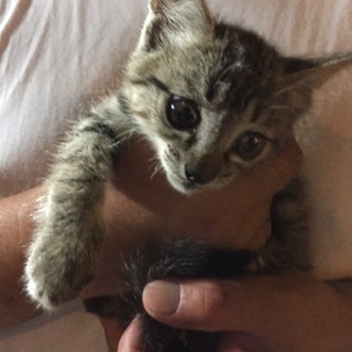 仔猫の里親さん募集