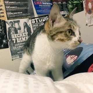 後ろ足にハンデのある子猫です。無事に里親様が見つかりました。