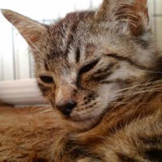 猫の親子里親募集