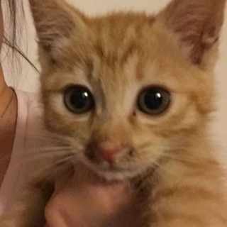 茶トラの男の子生後1カ月半