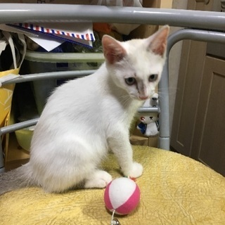 やんちゃなオスの子猫です