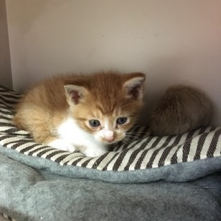子猫里親さん募集です - 猫