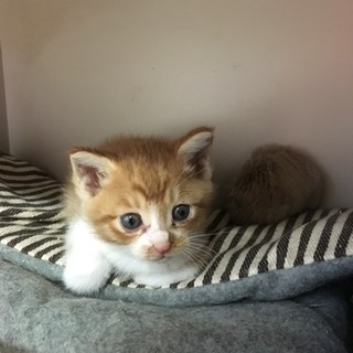 子猫里親さん募集です - 函館市