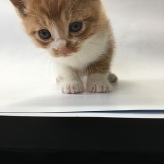 子猫里親さん募集ですの画像