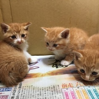 子猫里親さん募集です − 北海道