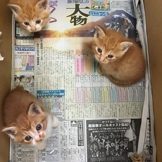 子猫里親さん募集です - 里親募集