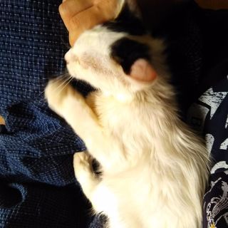 メスの子猫