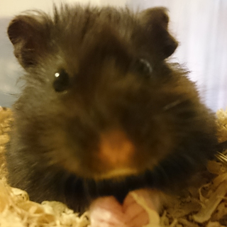 クロクマハムスターの里親さんを探しています