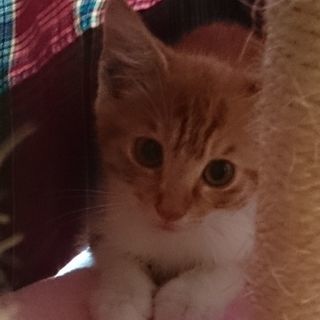 ねこ大好き！　生後３ヵ月くらいの男の子