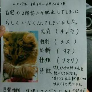 迷い猫捜してます