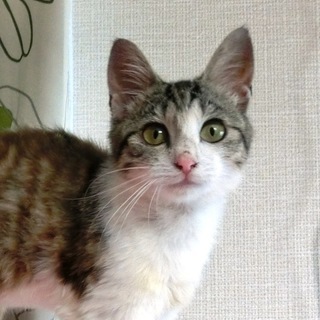 ★長い尻尾小顔美人の子猫5ヶ月★