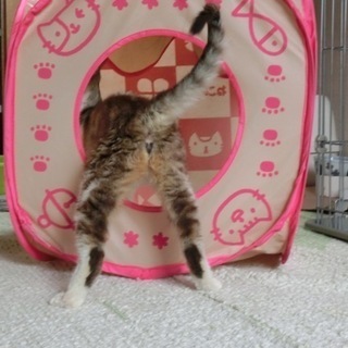 ★長い尻尾小顔美人の子猫5ヶ月★ − 東京都