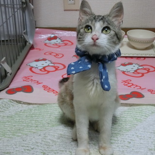 ★長い尻尾小顔美人の子猫5ヶ月★ - 里親募集