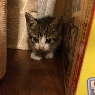 子猫里親さん募集します。受付終了です。