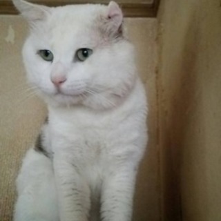 オス猫です！
