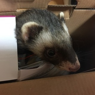 マーシャルフェレット