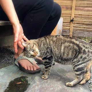 ⑥里親決定 - 猫