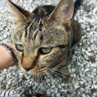 ⑥里親決定