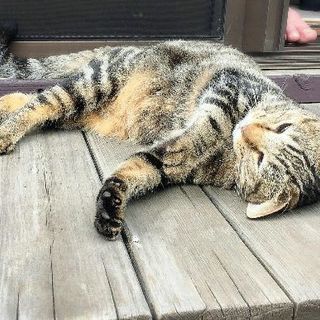 ⑥里親決定 − 栃木県
