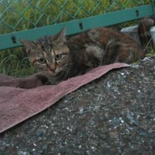 麦わら姉妹猫クル（脱走中）