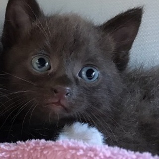 珍しいこげ茶君の画像