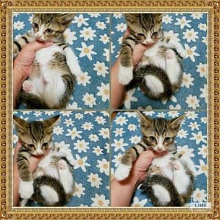 子猫ちゃん