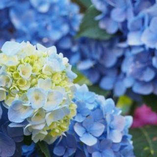 第２回☆こんなに簡単！SNS映えする写真撮影会☆
～誰でも撮れる！プロ風の写真（コスモス編）～ - メンバー募集