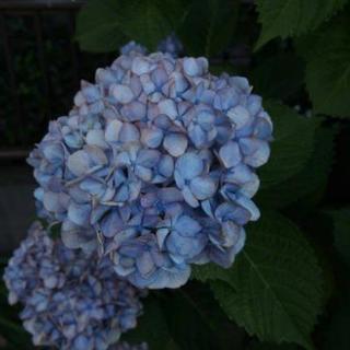 第２回☆こんなに簡単！SNS映えする写真撮影会☆
～誰でも撮れる！プロ風の写真（コスモス編）～ - 品川区
