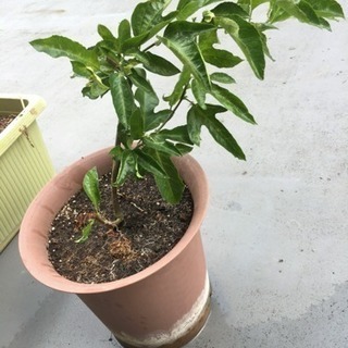 屋外スペース1畳程度を貸してください