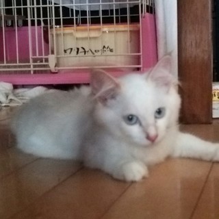 可愛い仔猫・里親募集中です。
